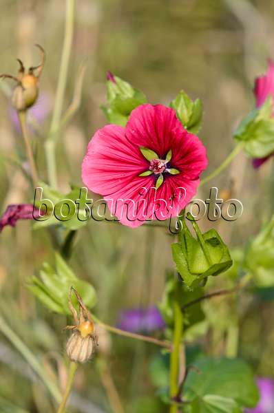 524136 - Mistery flower (Malope trifida)