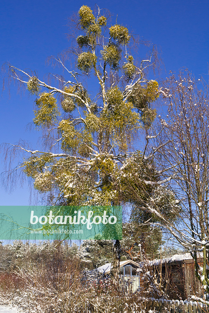 539013 - Mistletoe (Viscum album) and birch (Betula)