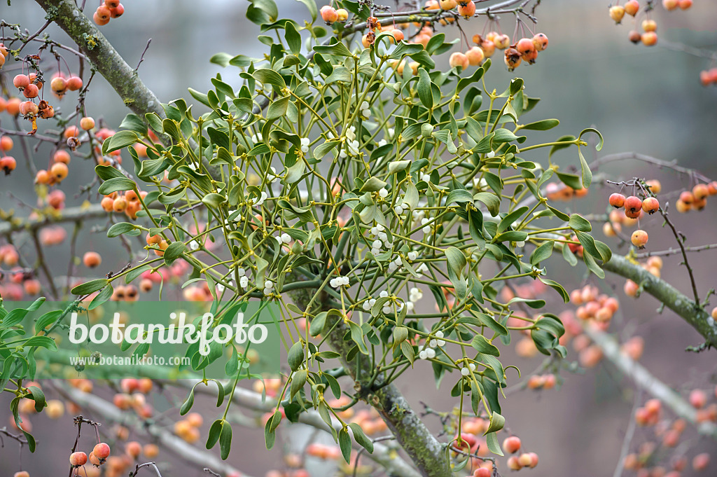 535334 - Mistletoe (Viscum album) and crab apple (Malus x zumi 'Professor Sprenger')