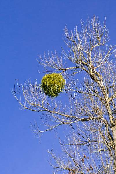555043 - Mistletoe (Viscum album) in a bare tree