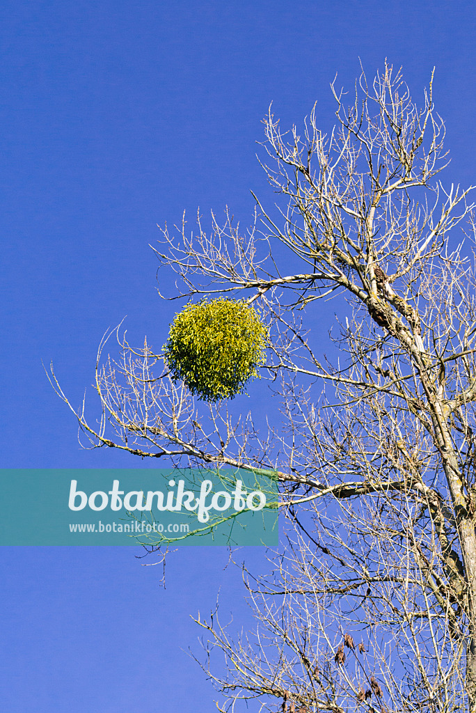 555043 - Mistletoe (Viscum album) in a bare tree