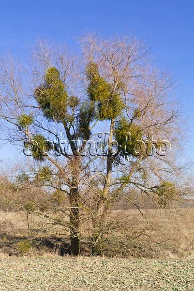 565054 - Mistletoes (Viscum album) in bare trees