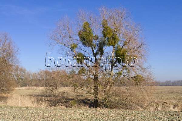 565055 - Mistletoes (Viscum album) in bare trees