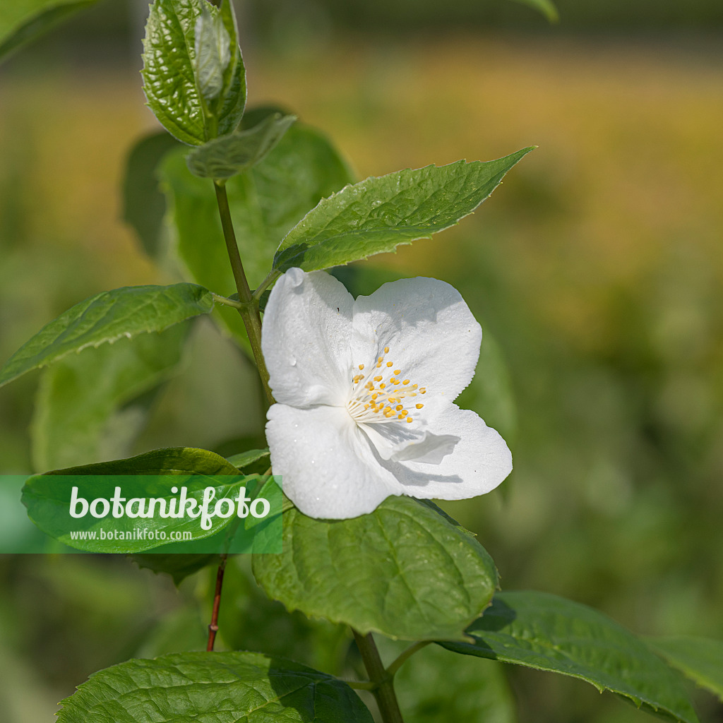 625292 - Mock orange (Philadelphus Natchez)