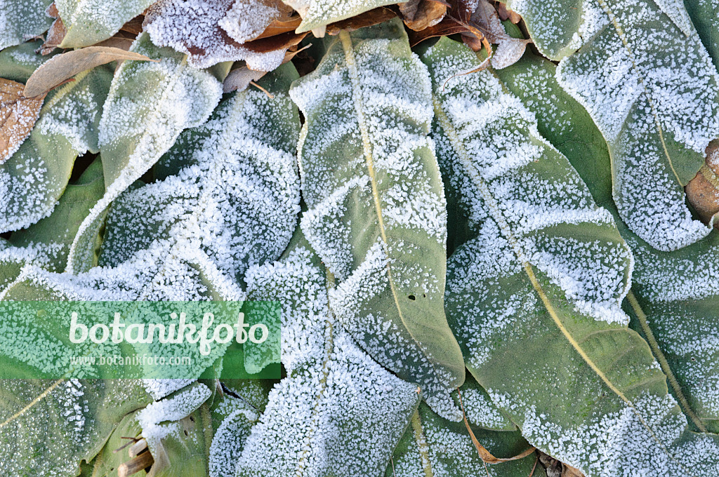 467084 - Molène (Verbascum speciosum) avec du givre