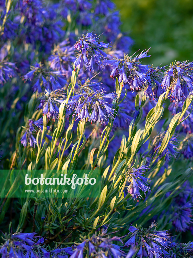 438273 - Moltkia des rochers (Moltkia petraea)