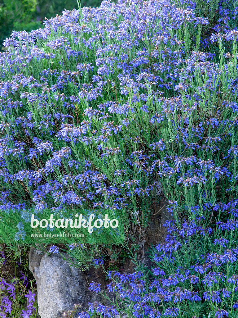 449008 - Moltkia des rochers (Moltkia petraea)