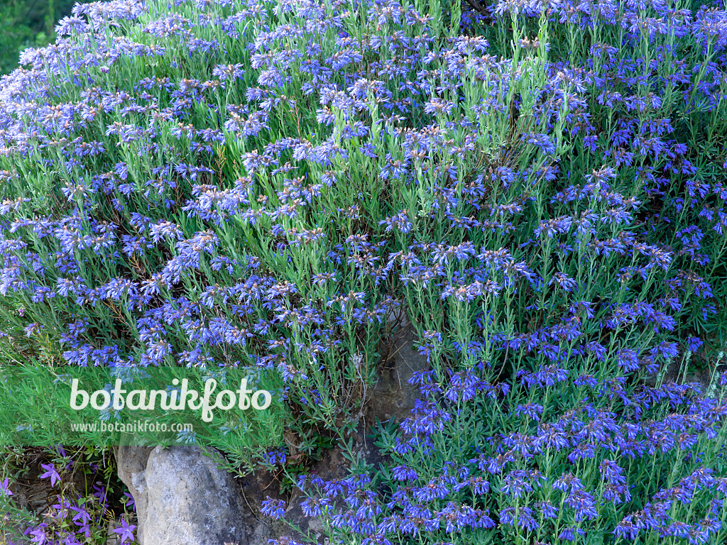 449009 - Moltkia des rochers (Moltkia petraea)