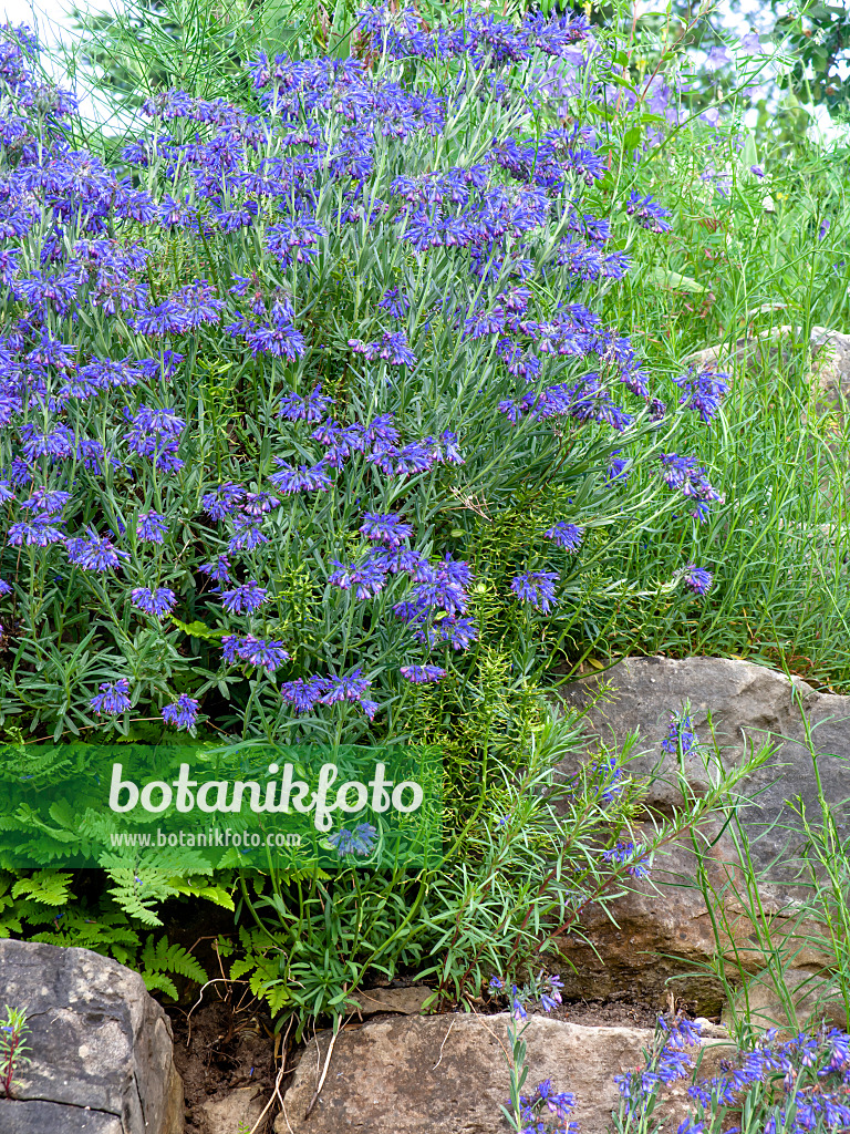 449010 - Moltkia des rochers (Moltkia petraea)