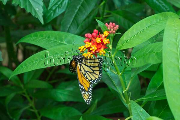 554019 - Monarch butterfly (Danaus plexippus) and scarlet milkweed (Asclepias curassavica)