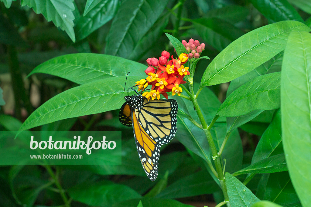 554019 - Monarch butterfly (Danaus plexippus) and scarlet milkweed (Asclepias curassavica)