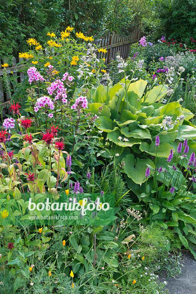 546035 - Monarde (Monarda), phlox paniculé (Phlox paniculata), héliopside (Heliopsis helianthoides), funkia (Hosta) et bétoine officinale (Betonica officinalis syn. Stachys officinalis)