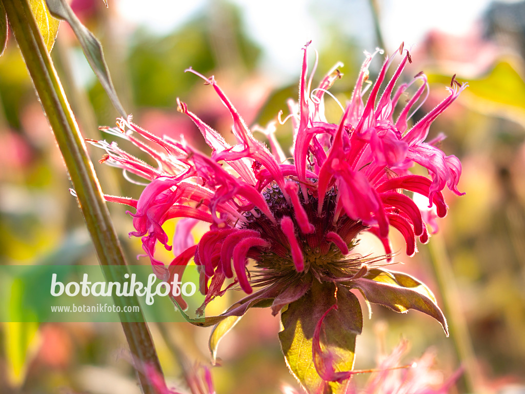 416012 - Monarde pourpre (Monarda didyma 'Cambridge Scarlet')