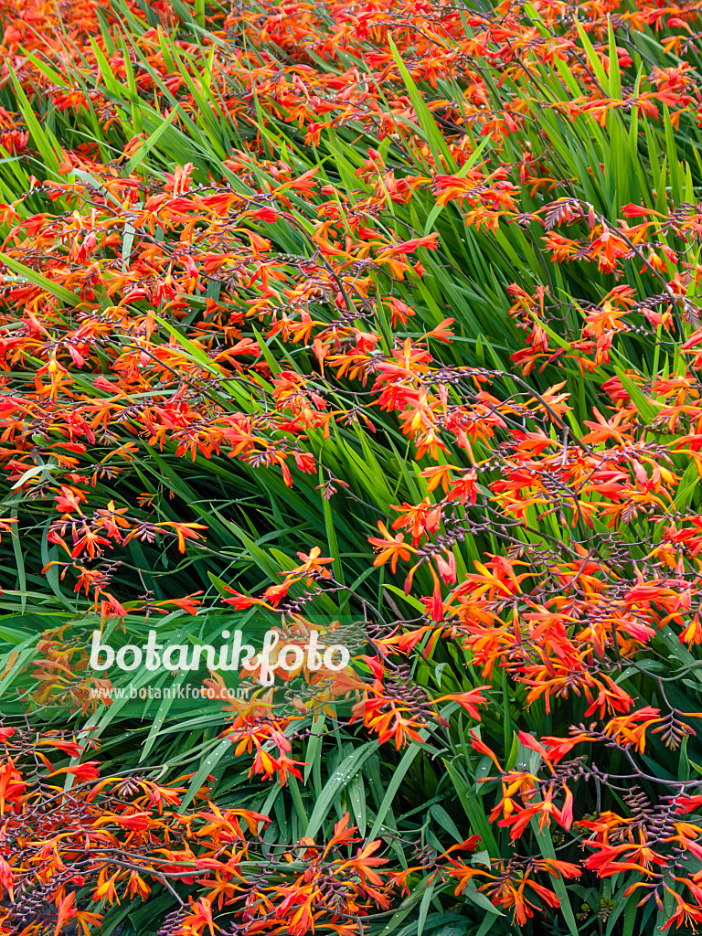 416082 - Montbretia (Crocosmia x crocosmiiflora)