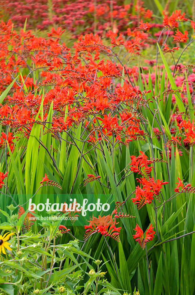 570125 - Montbretia (Crocosmia x crocosmiiflora)