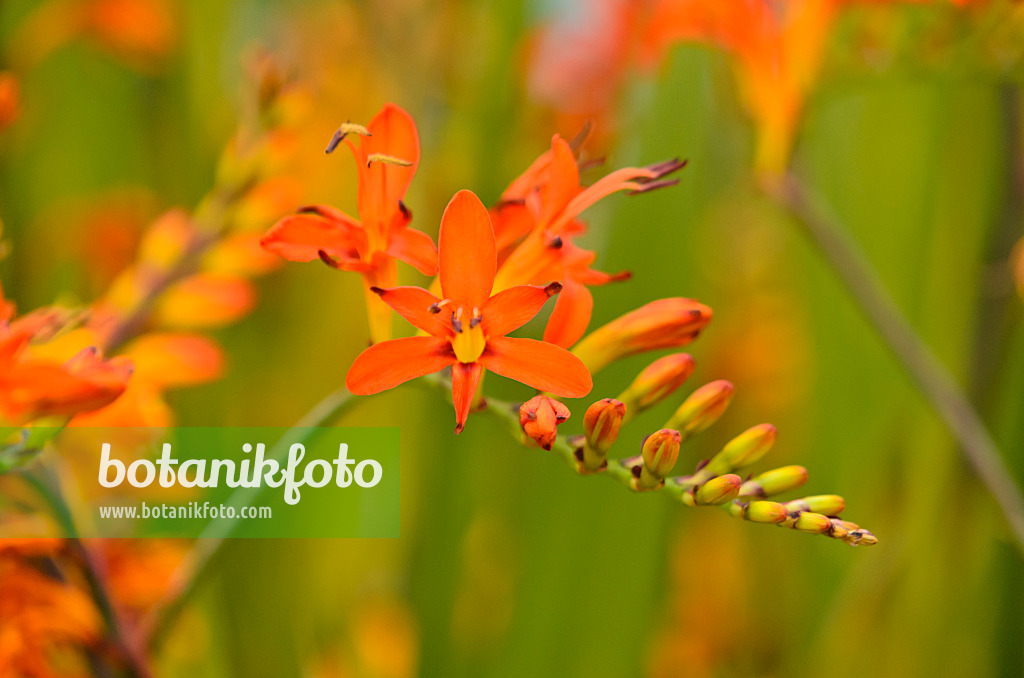 571071 - Montbretia (Crocosmia x crocosmiiflora)