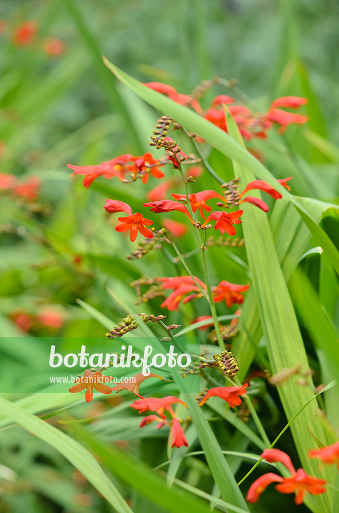 535218 - Montbretia (Crocosmia x crocosmiiflora 'Emberglow')