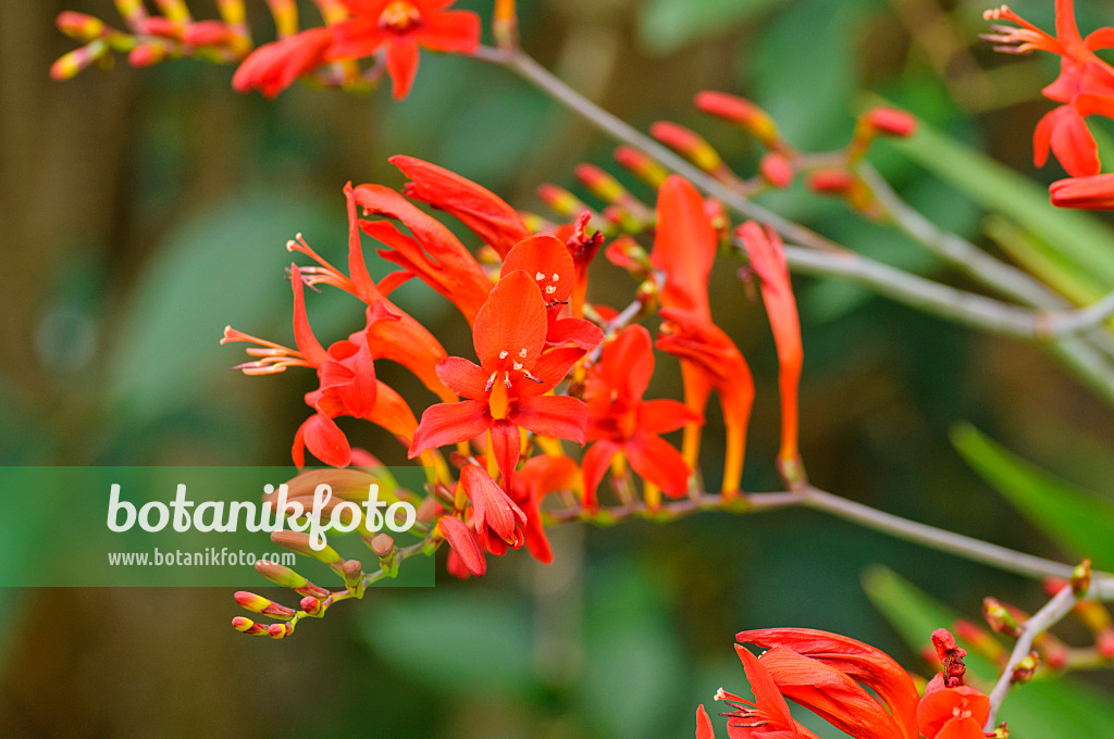 474162 - Montbretia (Crocosmia x crocosmiiflora 'Lucifer')