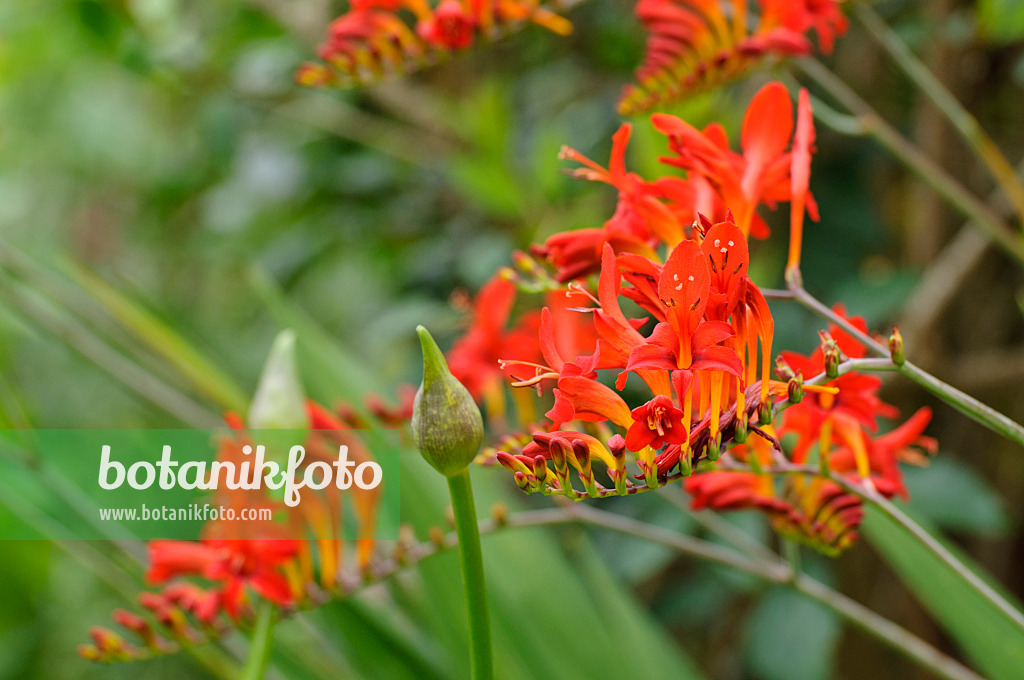 474163 - Montbretia (Crocosmia x crocosmiiflora 'Lucifer')