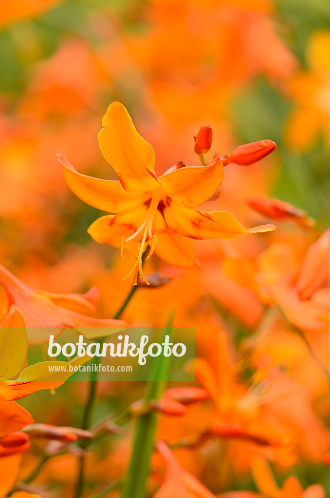 535102 - Montbretia (Crocosmia x crocosmiiflora 'Star of the East')