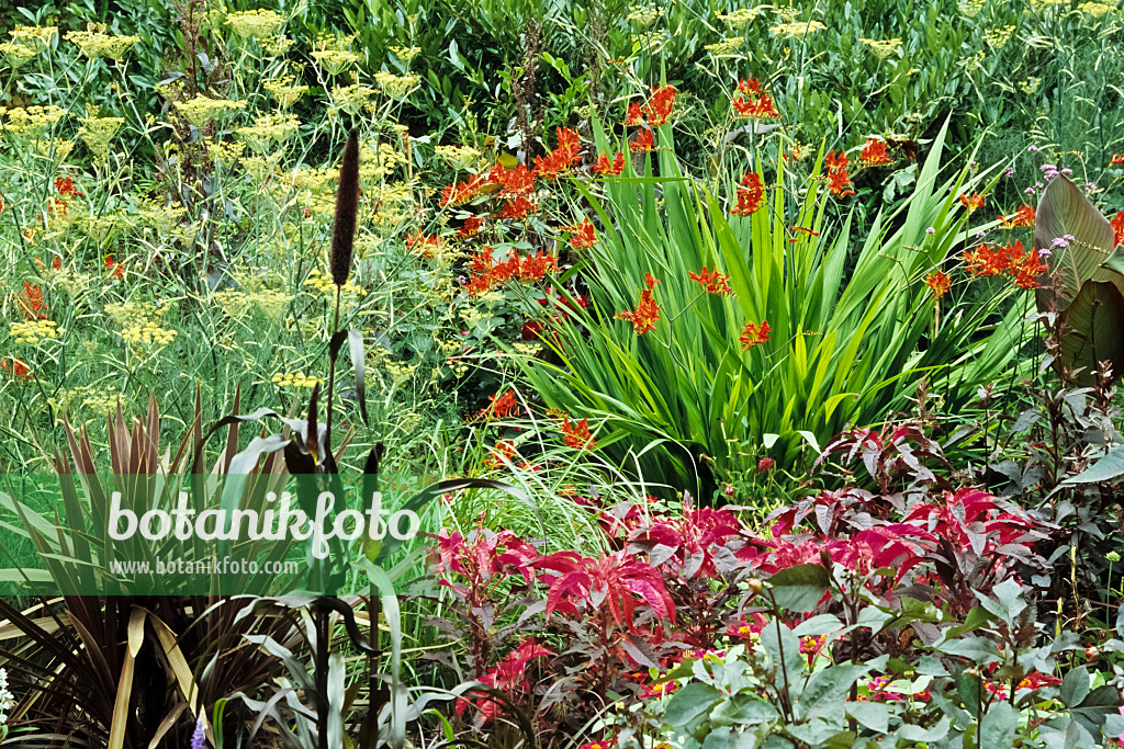 429215 - Montbretia (Crocosmia) and dill (Anethum graveolens)