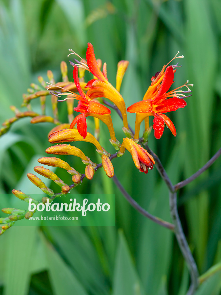 427157 - Montbretia (Crocosmia masoniorum)