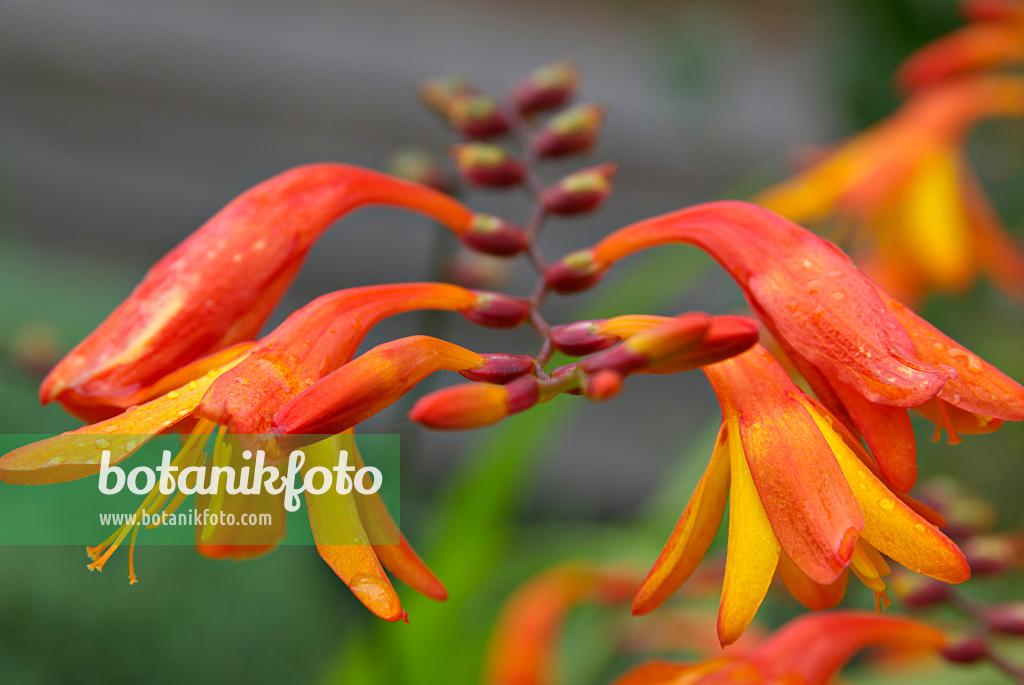 452171 - Montbretia (Crocosmia masoniorum)