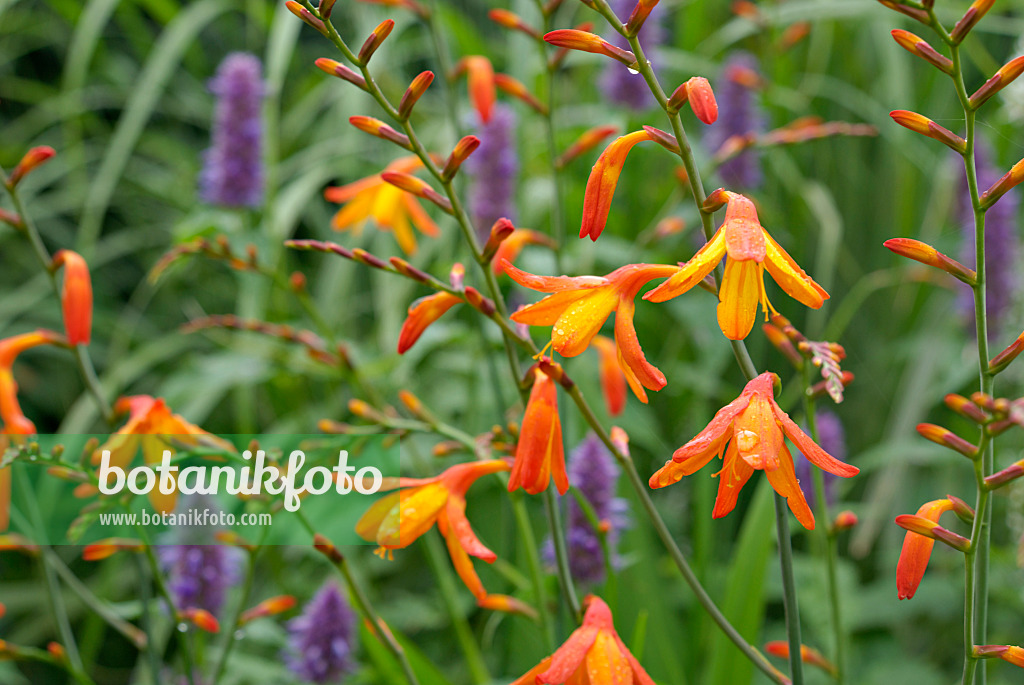 452167 - Montbretia (Crocosmia masoniorum) and anise hyssop (Agastache foeniculum)