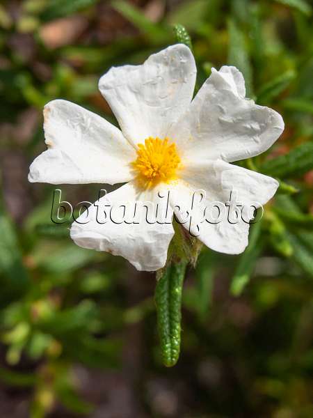 424063 - Montpelier rock rose (Cistus monspeliensis)
