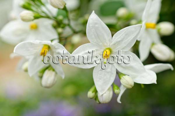 484106 - Morelle faux jasmin (Solanum jasminoides)