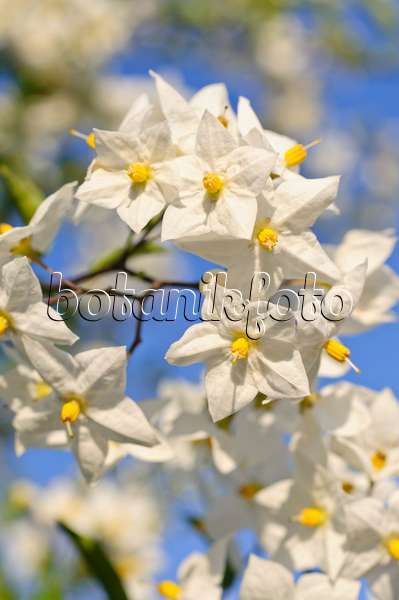 486169 - Morelle faux jasmin (Solanum jasminoides)