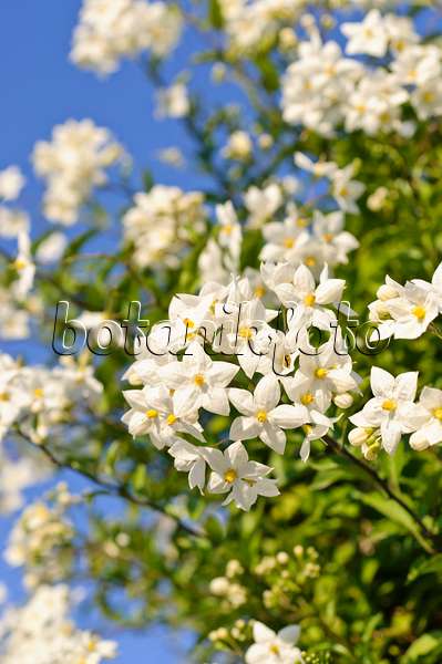 486170 - Morelle faux jasmin (Solanum jasminoides)