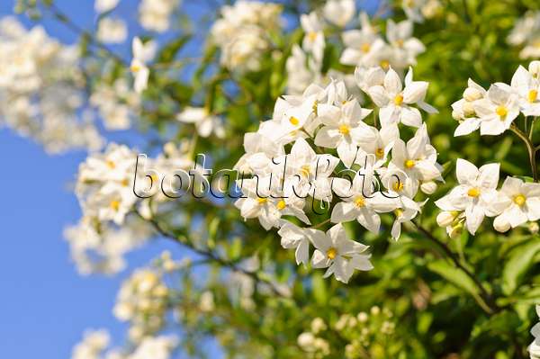 486171 - Morelle faux jasmin (Solanum jasminoides)