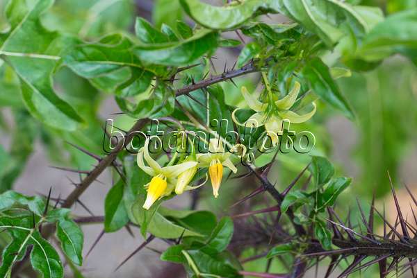 561047 - Morelle noir pourpre (Solanum atropurpureum)