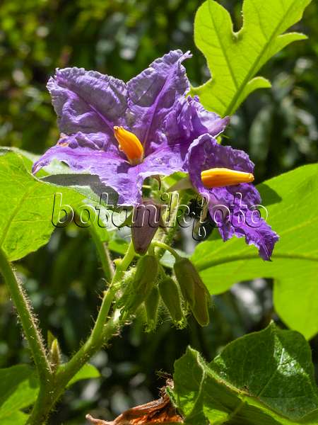 411026 - Morelle (Solanum wrightii)