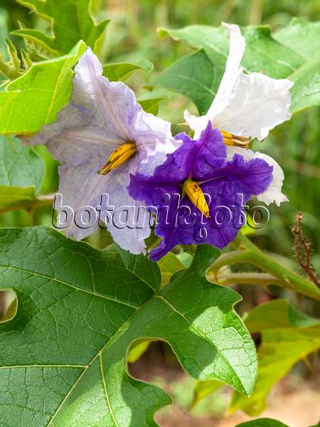 434202 - Morelle (Solanum wrightii)