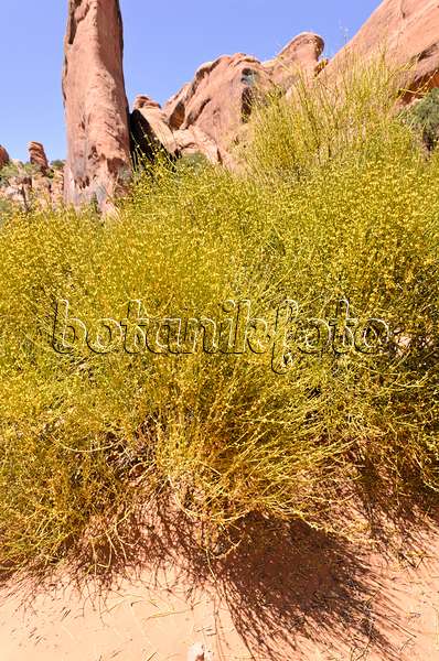 508277 - Mormon tea (Ephedra viridis), Arches National Park, Utah, USA