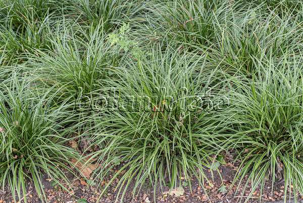 651142 - Morrow's sedge (Carex morrowii 'Variegata')