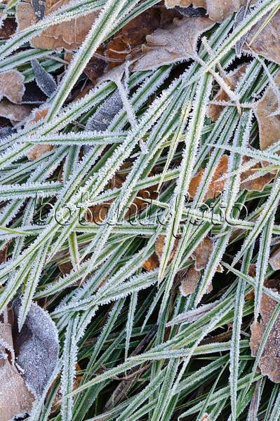 467074 - Morrow's sedge (Carex morrowii) with hoar frost