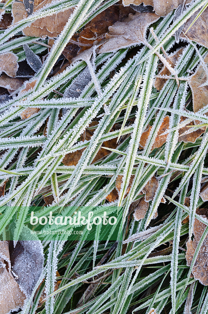 467074 - Morrow's sedge (Carex morrowii) with hoar frost