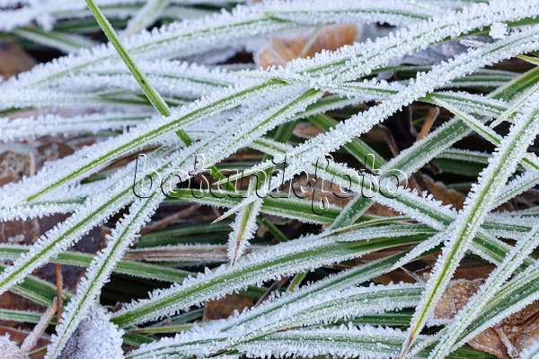 467075 - Morrow's sedge (Carex morrowii) with hoar frost