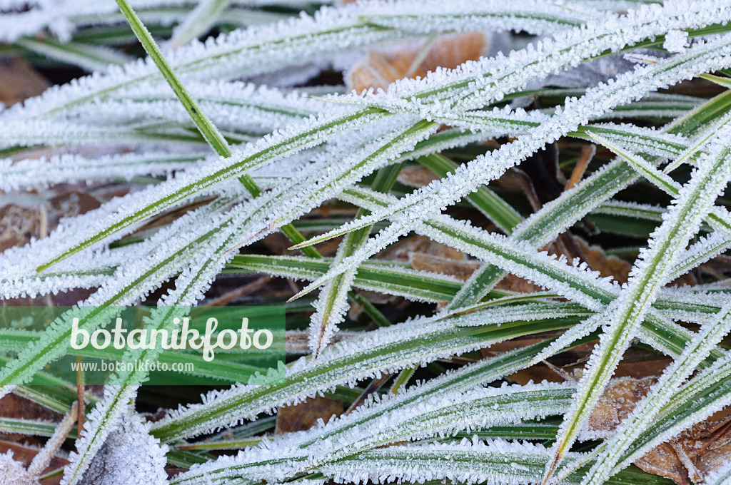 467075 - Morrow's sedge (Carex morrowii) with hoar frost