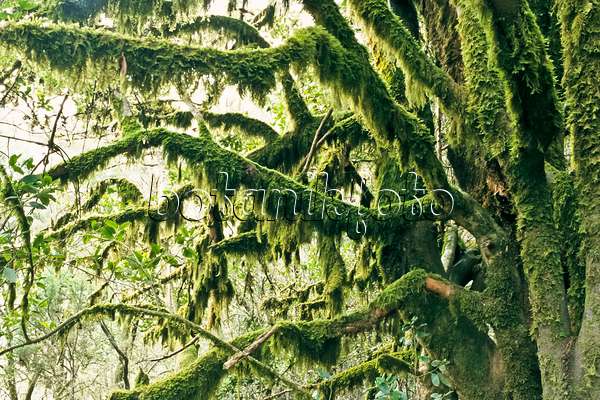 363008 - Moss-covered tree, Garajonay National Park, La Gomera, Spain