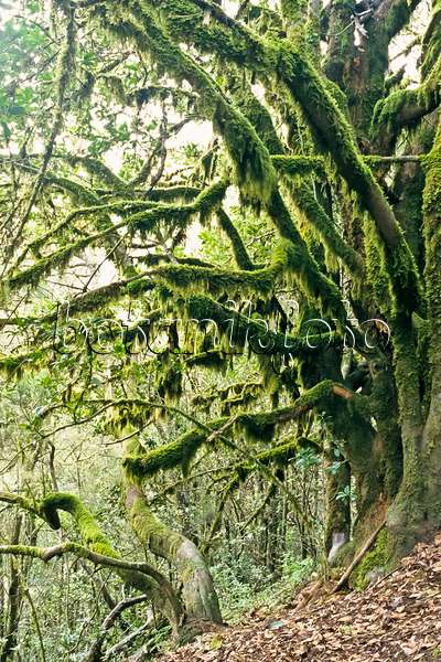 363009 - Moss-covered tree, Garajonay National Park, La Gomera, Spain