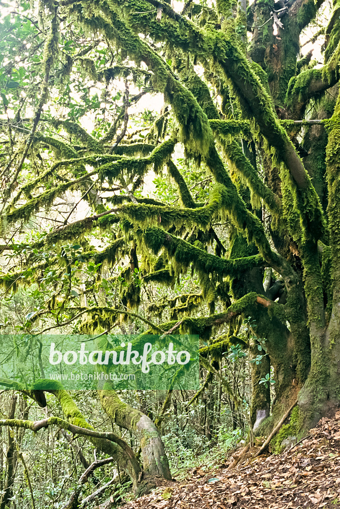 363009 - Moss-covered tree, Garajonay National Park, La Gomera, Spain