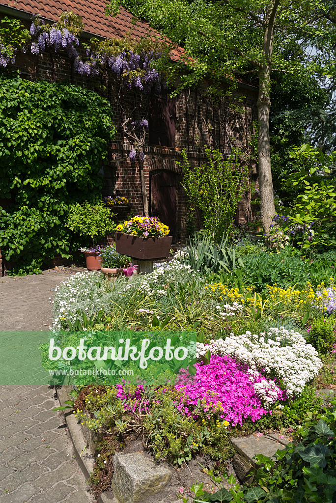 556120 - Moss phlox (Phlox subulata), evergreen candytuft (Iberis sempervirens) and wisteria (Wisteria)