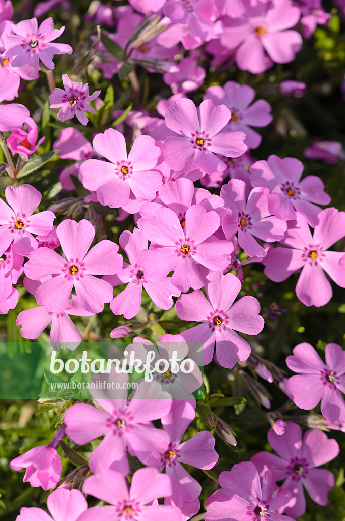 531202 - Moss phlox (Phlox subulata 'Nettleton')