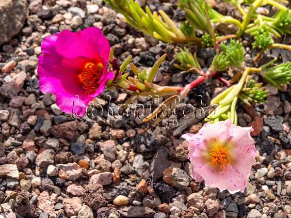 426192 - Moss-rose purslane (Portulaca grandiflora)