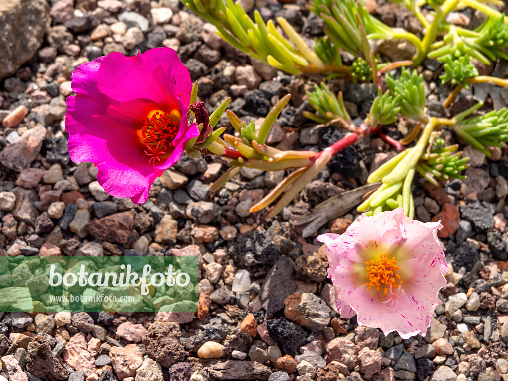 426192 - Moss-rose purslane (Portulaca grandiflora)