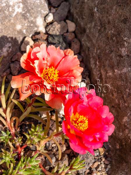 426301 - Moss-rose purslane (Portulaca grandiflora)
